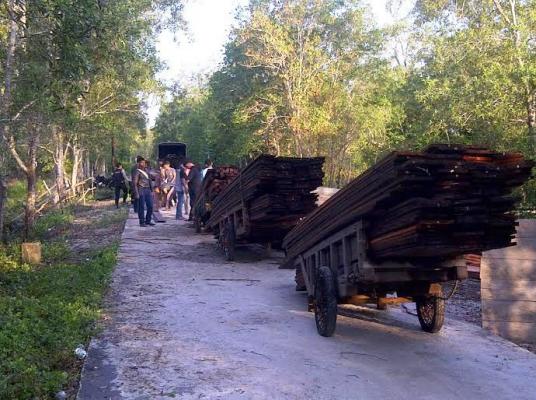 Polres Meranti Amankan 20 Ton Kayu Ilegal