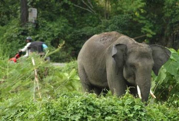 Ada Gajah Liar Penuh Luka Berkeliaran di Komplek Perumahan Chevron Duri