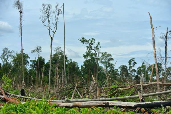 DLHK Akui Ribuan Hektare Hutan Lindung di Kuansing Dirambah Sejumlah Perusahaan Asal Sumbar