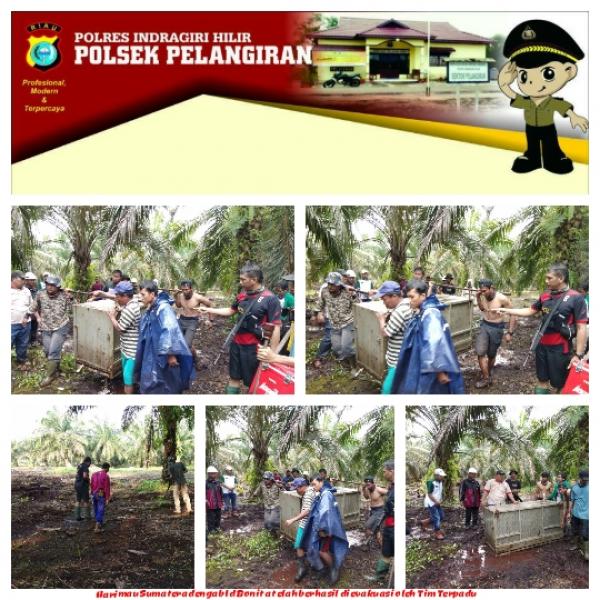 Dua Kali Tembakan Bius, Harimau Bonita Berhasil Ditangkap 