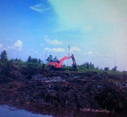 Dugaan perambahan hutan oleh PT WRP di Rohil, besok GERBRAK ujuk rasa di KLHK Jakarta