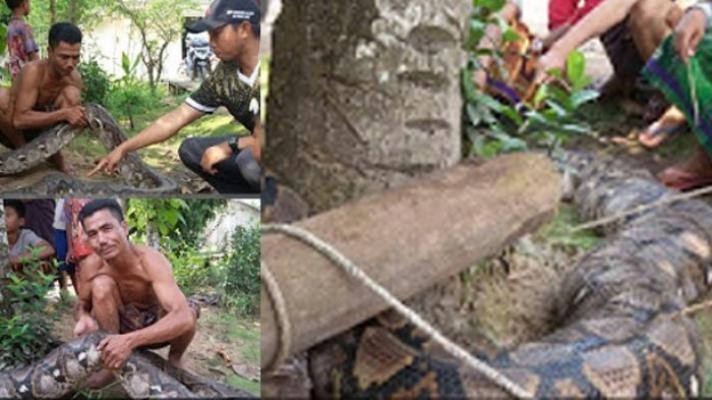 Marzuki Bawa Serta Warga Tangkap Ular Piton Raksasa Seukuran Pohon Pinang