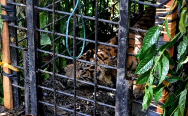 Resahkan Warga, Seekor Anak Harimau Sumatera Masuk Perangkap