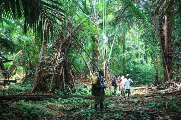 Helfandi: Perkebunan Sagu Warga Tebingtinggi Timur Banyak Masuk di Kawasan HTI