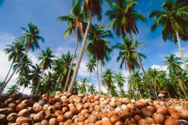 Kerajinan dari Bahan Kelapa di Inhil Menjanjikan