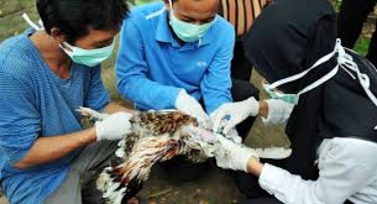 Ini Penyebab Kasus Flu Burung Mengalami Trend Peningkatan