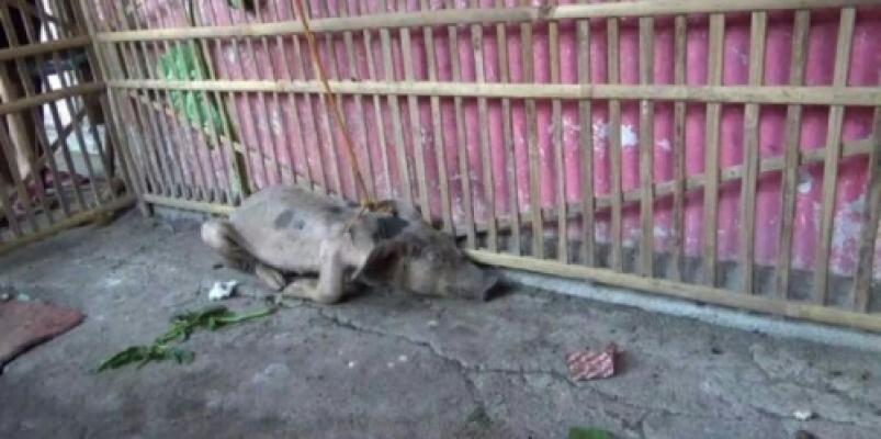 Kepergok Masuk Rumah, Babi Ngepet Ditangkap Warga, Ini Penampakannya
