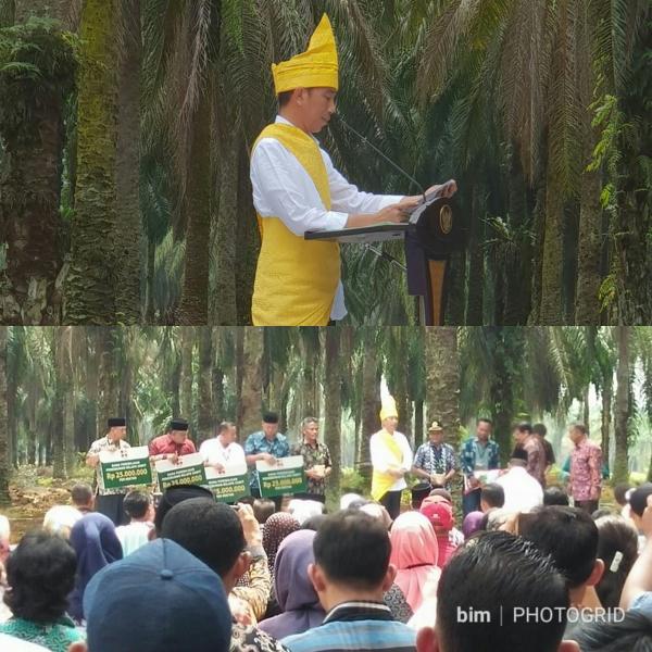 Jokowi Buka Program Peremajaan Sawit Rakyat di Bagan Sinembah - Rokan Hilir 