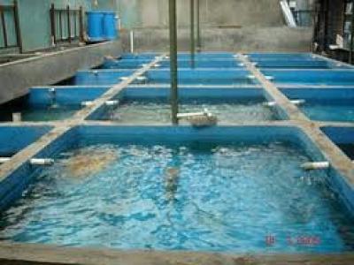 Hatchery Skala Mini Di Meranti Mulai Dikembangkan