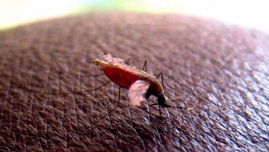 Seleksi Gender Pangkas Populasi Nyamuk Malaria
