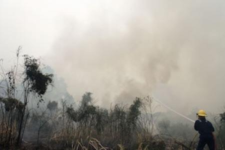  Stop Pembakaran Hutan  Terkait El Nino