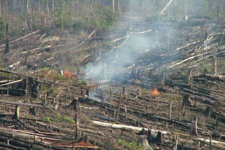 Pelaku  Pembakar Hutan Riau  Di Tetapkan 62 Tersangka Polda Riau