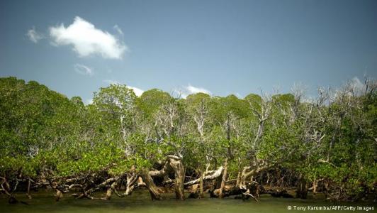 Hutan Bakau Lindungi Pesisir dari Badai dan Tsunami