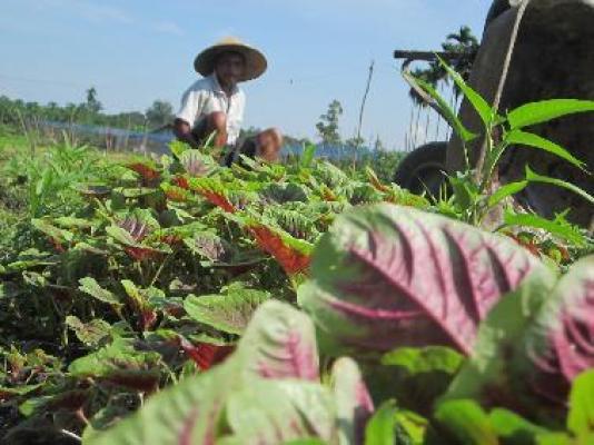 Lahan Tidur di Kota Pekanbaru Akan Dimasksimalkan Untuk Pertanian