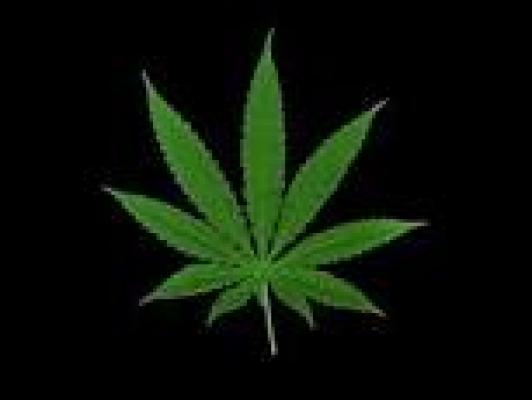 Polres Dumai Musnahkan 10 Kg Ganja Kering