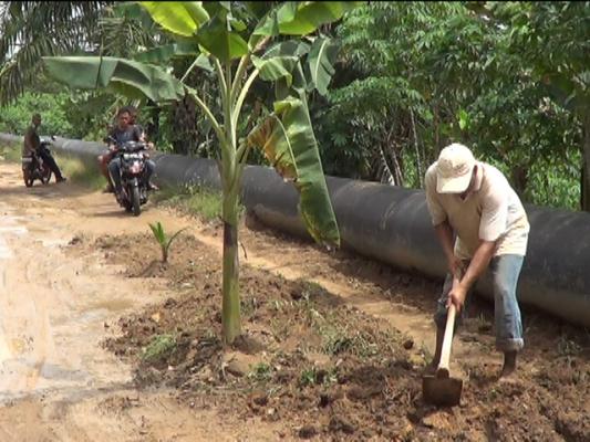 Warga Bukit Timah Tanam Pohon Pisang di Badan Jalan