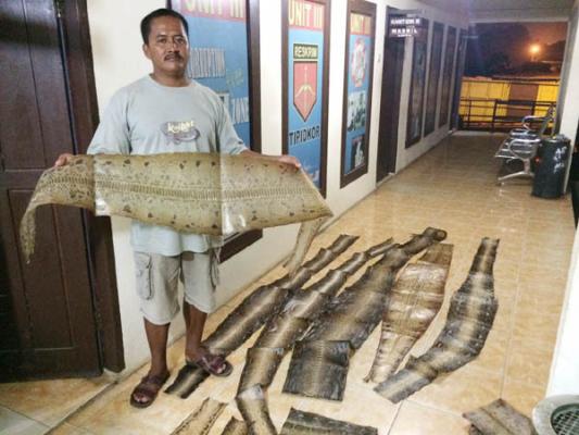 265 Lembar Kulit Ular Piton Disita Polisi dari Rumah Seorang Warga di Pelalawan