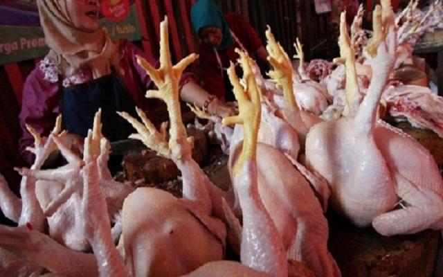 Harga Ayam Potong di Bagan Batu Rohil Melambung