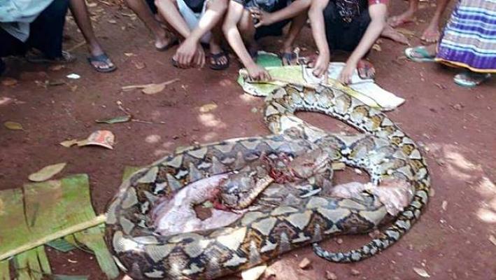 Kebun Wanita yang Ditelan Ular Piton Terkenal Sebagai Daerah Angker