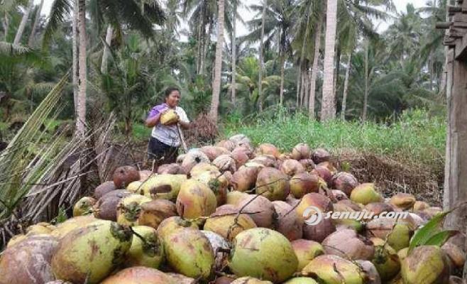 Masyarakat inhil merasa lega,sehari HM Wardan masuk harga kelapa mulai naik.