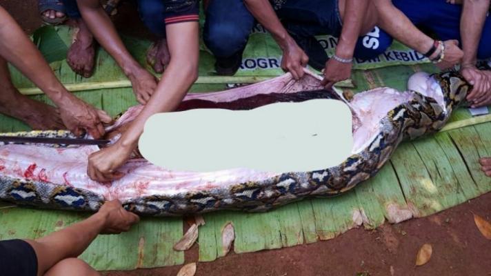 Pamit ke Kebun Saat Malam Takbiran, Wanita Ini Ditemukan Warga Telah Tewas dalam Perut Ular Piton