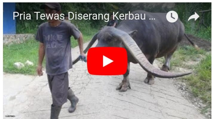 Pria Tewas Diserang Kerbau Jantan, Orang-orang Tak Berduka Tapi Malah Senang, Ini Alasannya