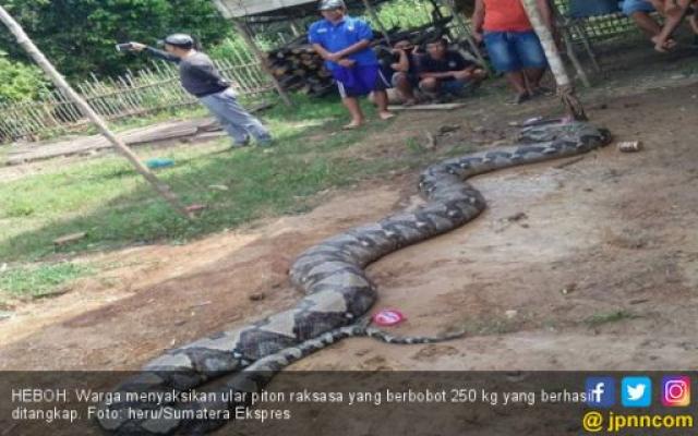 Ular Piton Berkeliaran di Kampung-kampung, Ngeri!