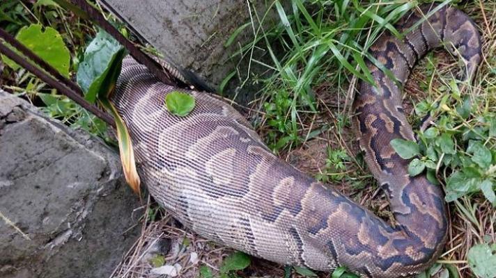 Wanita Tewas Dimakan Piton, Sosok Ini Yakini Inilah Penyebab Wa Tiba Tak Mampu Loloskan Diri