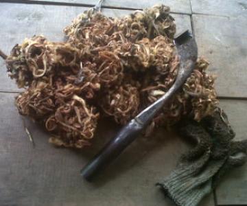 Harga Getah Tak Stabil Cendrung Turun Petani Resah