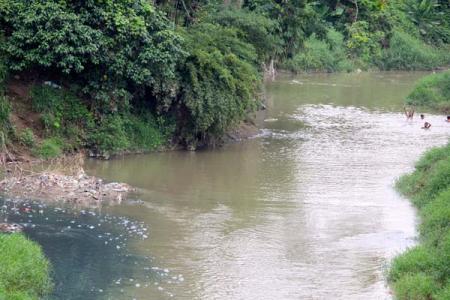 Sungai Tercemar Limbah Pabrik, Ikan-ikan pada Mati