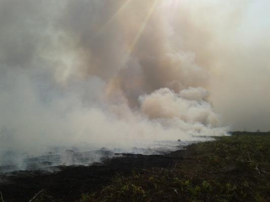Camat Bagansinembah Raya Rohil Imbau Warga Waspada Kebakaran Lahan dan Hutan
