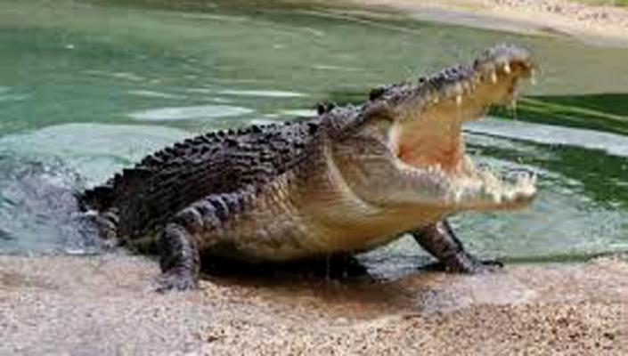 Buaya mengamuk,satu orang meninggal dunia.
