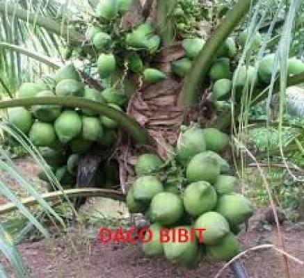 Kelapa pandan wangi,air enak dan wangi.