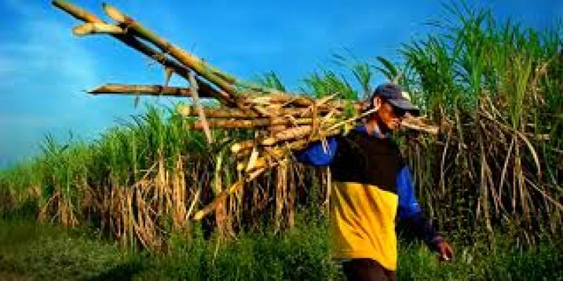 Petani selalu di pandang sebelah mata..???