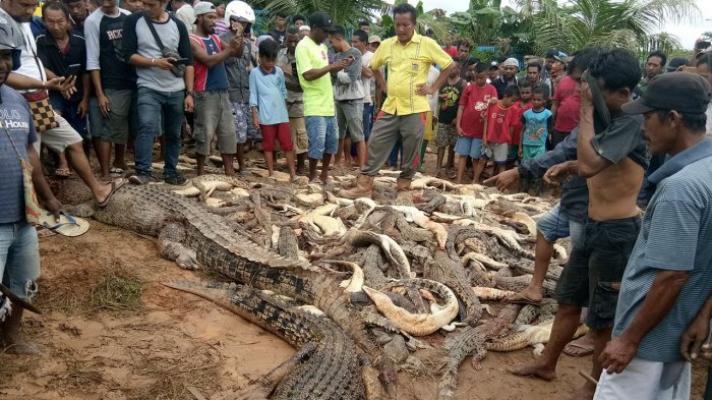 Aksi Pembantaian Buaya di Sorong Papua Jadi Sorotan Media Jepang