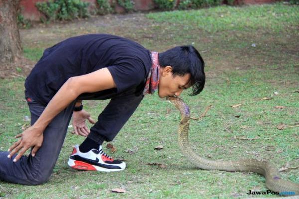 Bermain-main Dengan Peliharaannya, Rizki Dipatuk Ular Kobra