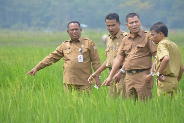 Bersempena Kunjungan Menristekdikti, Sekda Kampar Tinjau Lokasi Pertanian 