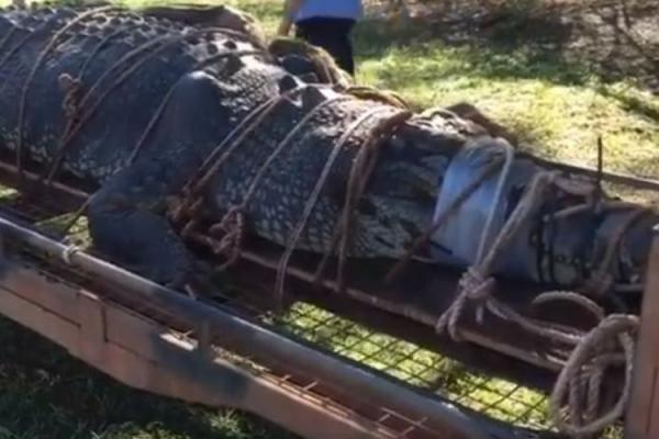 Ini Wujud Buaya Raksasa yang Diburu Petugas Australia Selama 10 Tahun