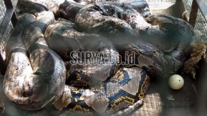 Keresahan Warga Belum Selesai, Penampakan Ular Piton Berukuran Tak Lazim Terlihat Lagi di Mojokerto