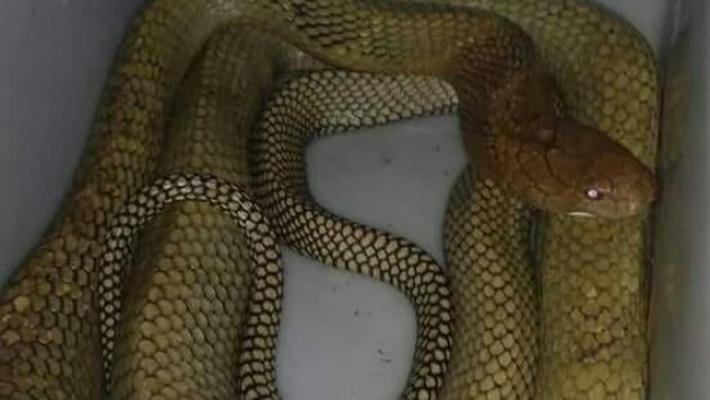 King Cobra yang Mengigit Rizky Belum Dievakuasi, Ternyata Digunakan Untuk Ritual Ini 