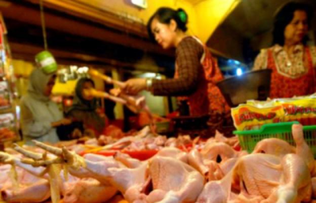 Minim Pasokan, Harga Ayam Tembus Rp 100 Ribu per Ekor