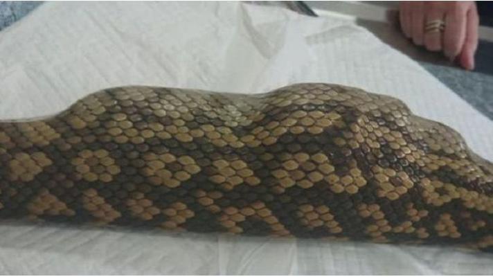 Telan Boneka Sapi, Ular Piton Raksasa Sepanjang 2 Meter Harus Dioperasi