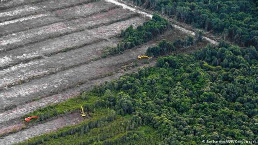 Soal Hutan Indonesia Tertinggal dari Brazil