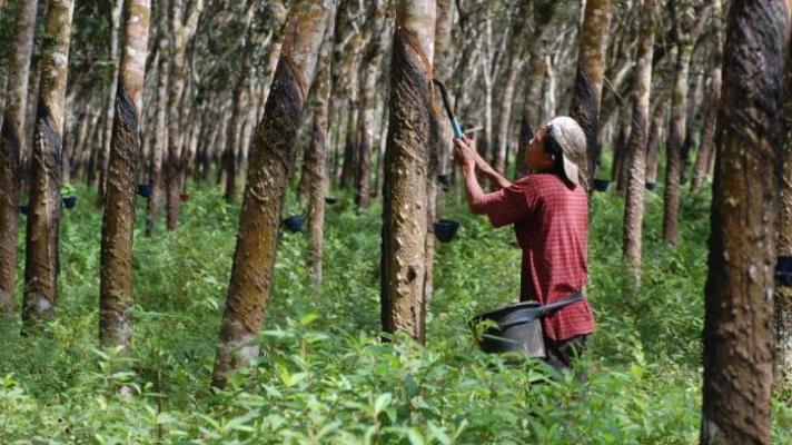 Harga Anjlok, Petani Karet Menjerit