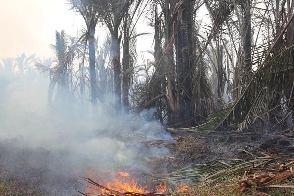Luas Kebakaran Lahan di Meranti Sepanjang 2015 Capai 616,4 Hektar
