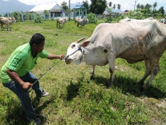 Pasokan Daging Sapi di Kota Pekanbaru Masih Aman