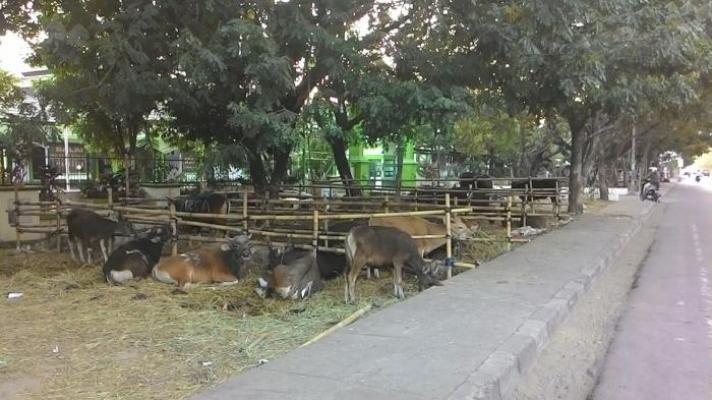 Pedagang Sapi Mulai Ramai di Pinggir Jalan Pekanbaru