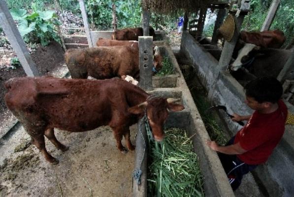 Tahun Ini Jumlah Sapi Qurban yang Terdaftar di Kota Pekanbaru Sudah 7.820 Ekor