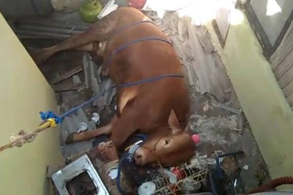 Di Cigending Bandung, Sapi Kurban Masuk ke Rumah Warga