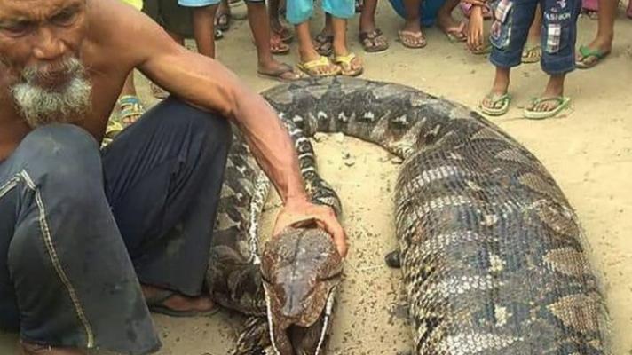 Heboh Perut Ular Piton Raksasa Membesar, Dikira Baru Memangsa Manusia